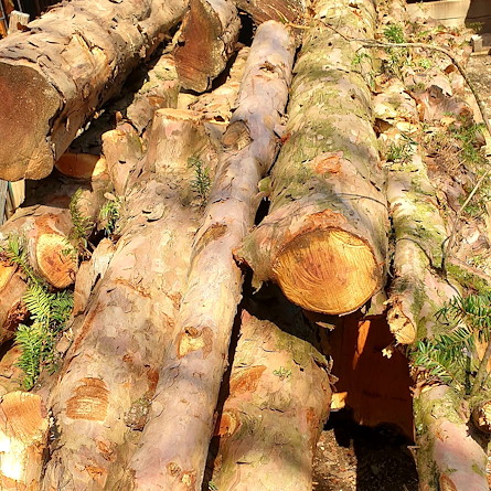 Die Eibe - ein Baum voller Magie. Lohrer GmbH